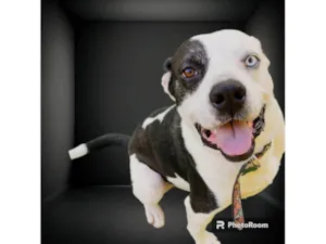 Cachorro raça Pit-Bull idade 2 anos nome Thor 