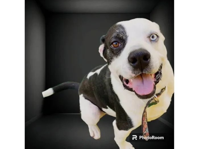 Cachorro ra a Pit-Bull idade 2 anos nome Thor 