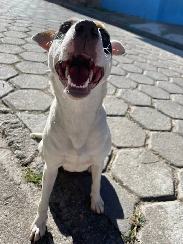 Cachorro ra a SRD-ViraLata idade 1 ano nome Pérola 