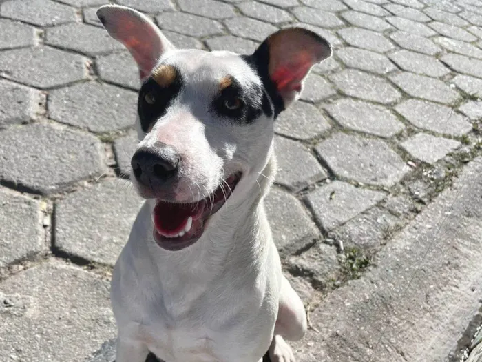 Cachorro ra a SRD-ViraLata idade 1 ano nome Pérola 