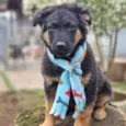 KENAI