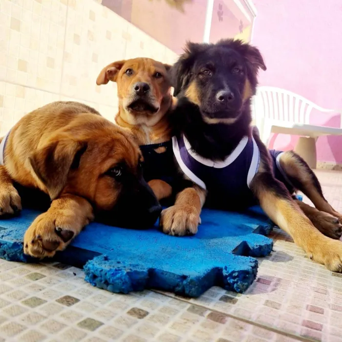 Cachorro ra a SRD-ViraLata idade 2 a 6 meses nome KENAI