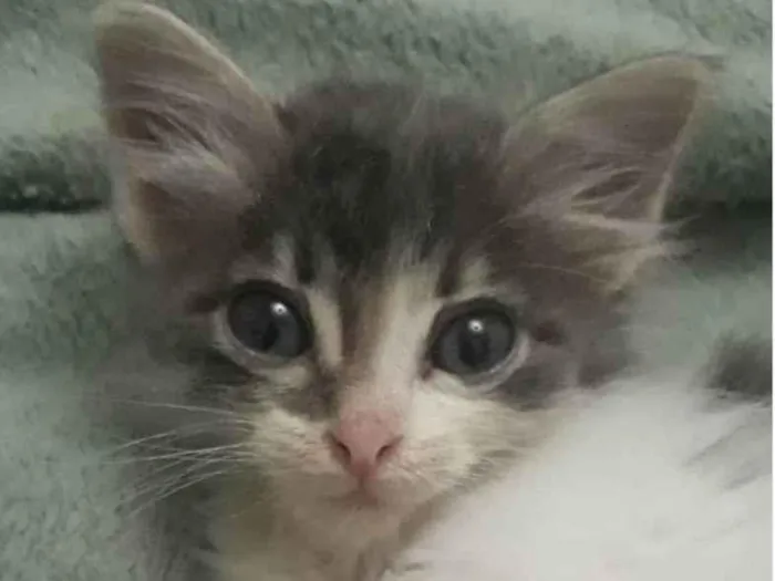 Gato ra a SRD-ViraLata idade Abaixo de 2 meses nome Sem nome