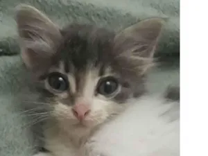 Gato raça SRD-ViraLata idade Abaixo de 2 meses nome Sem nome