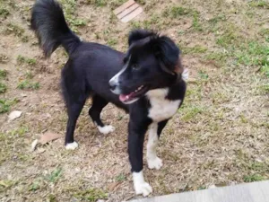 Cachorro raça Border Collie  idade 7 a 11 meses nome Amora