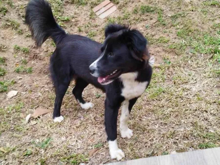 Cachorro ra a Border Collie  idade 7 a 11 meses nome Amora