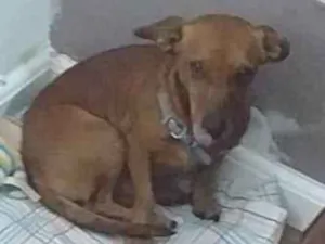Cachorro raça Basset-Cofap idade 3 anos nome Salsicha 