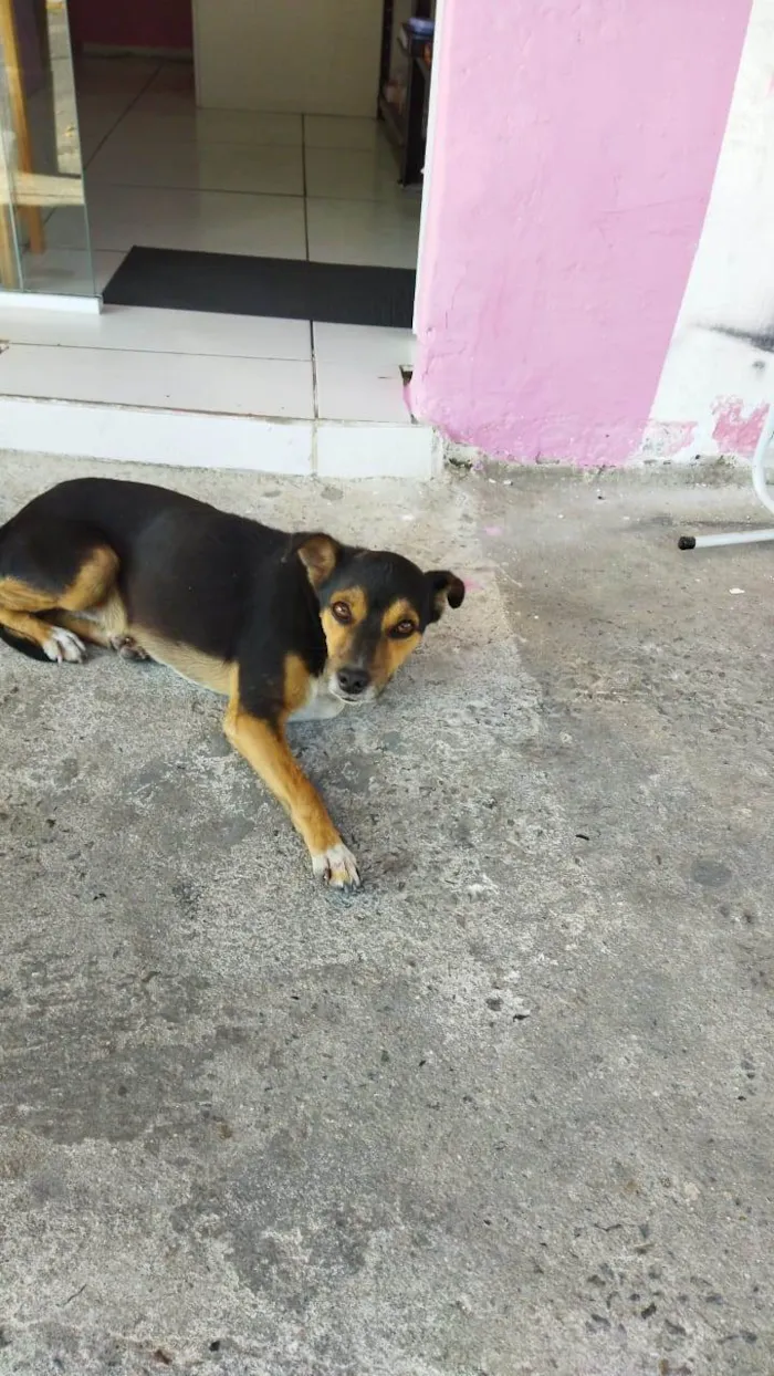 Cachorro ra a SRD idade 1 ano nome Pretinho