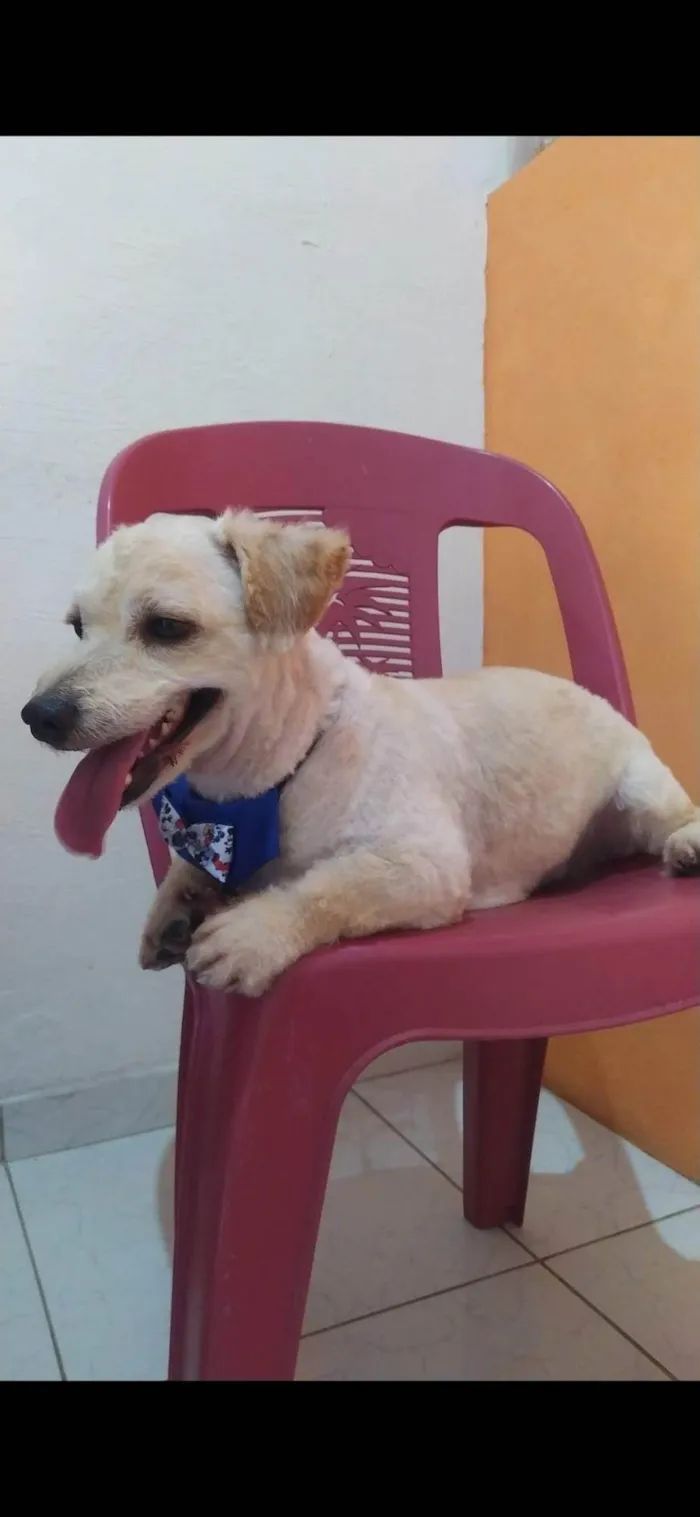 Cachorro ra a Pudo maltes  idade 5 anos nome Jack