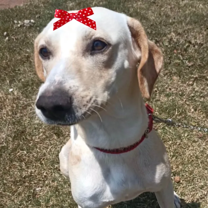 Cachorro ra a Mestica  idade 2 anos nome Lua 