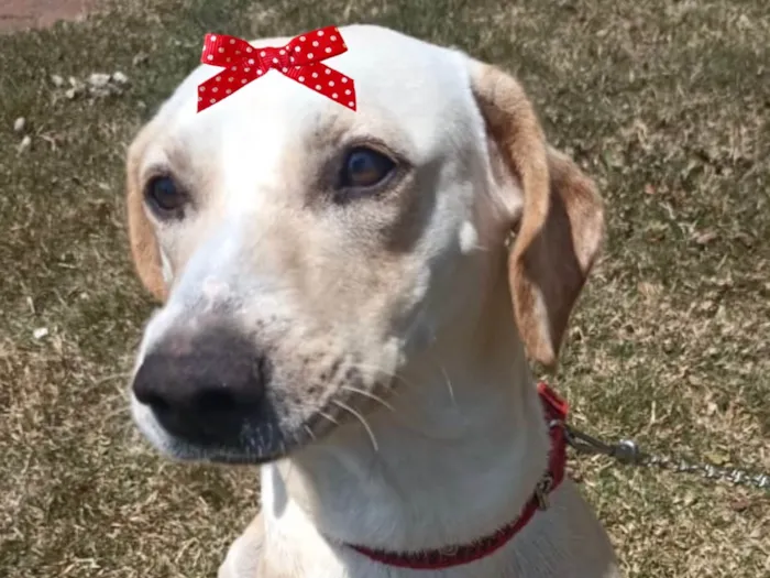 Cachorro ra a Mestica  idade 2 anos nome Lua 