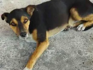 Cachorro raça SRD idade 1 ano nome Pretinho