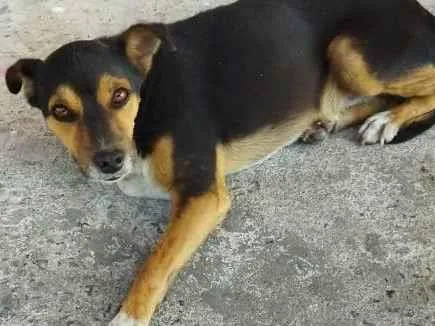 Cachorro ra a SRD idade 1 ano nome Pretinho