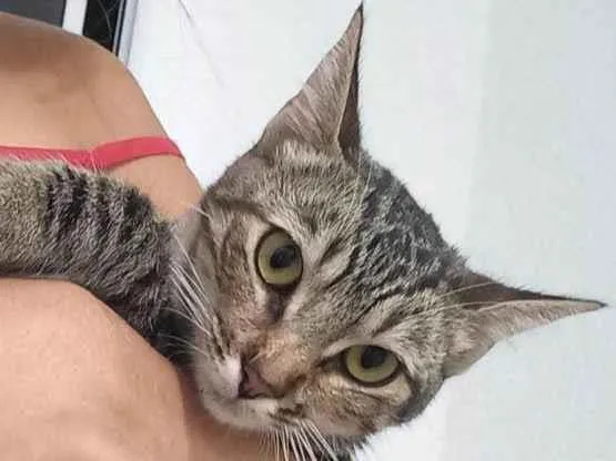 Gato ra a Sem raça  idade 2 a 6 meses nome Sem nome