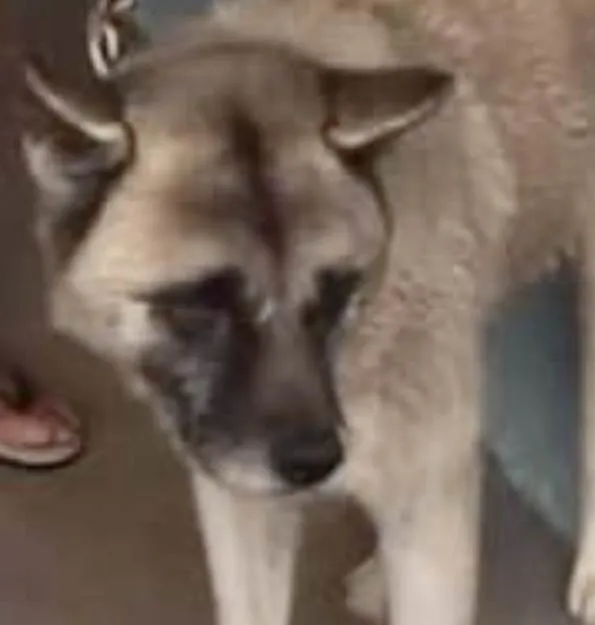 Cachorro ra a Akita idade 7 a 11 meses nome Thor 