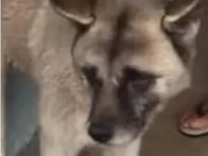 Cachorro raça Akita idade 7 a 11 meses nome Thor 