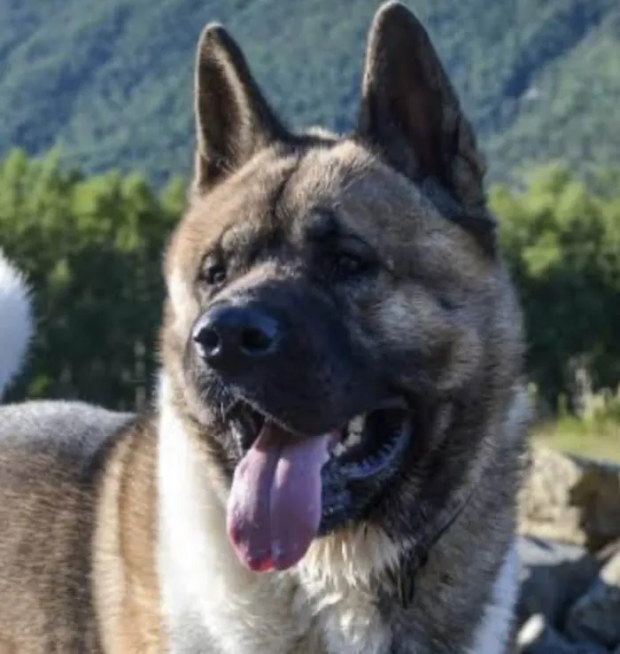Cachorro ra a Akita  idade 7 a 11 meses nome Eros 
