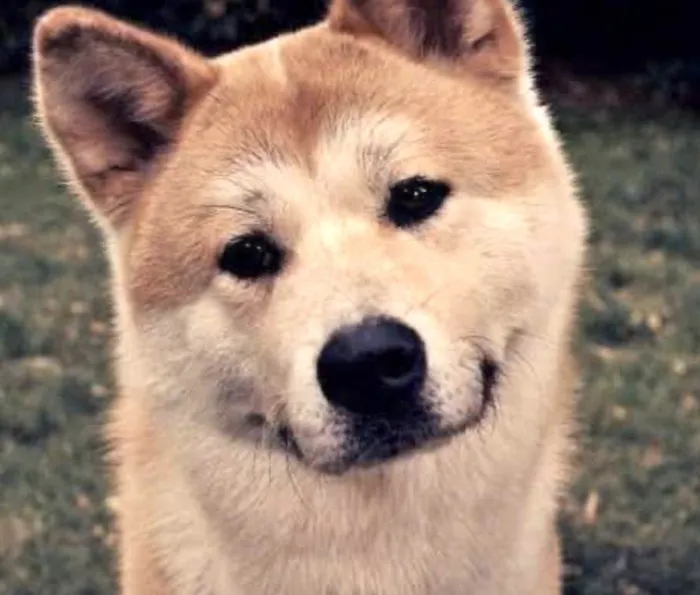 Cachorro ra a Akita  idade 7 a 11 meses nome Mike 