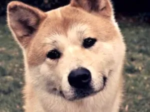Cachorro raça Akita  idade 7 a 11 meses nome Mike 