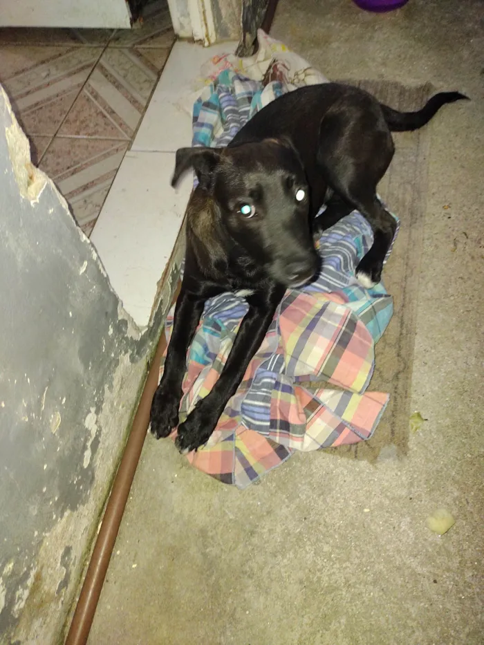 Cachorro ra a Mestiço  idade 7 a 11 meses nome Apollo 