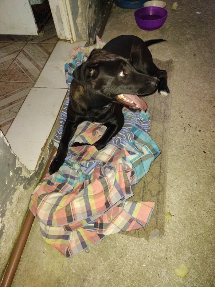 Cachorro ra a Mestiço  idade 7 a 11 meses nome Apollo 