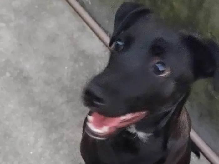 Cachorro ra a Mestiço  idade 7 a 11 meses nome Apollo 