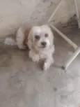 Dolly 