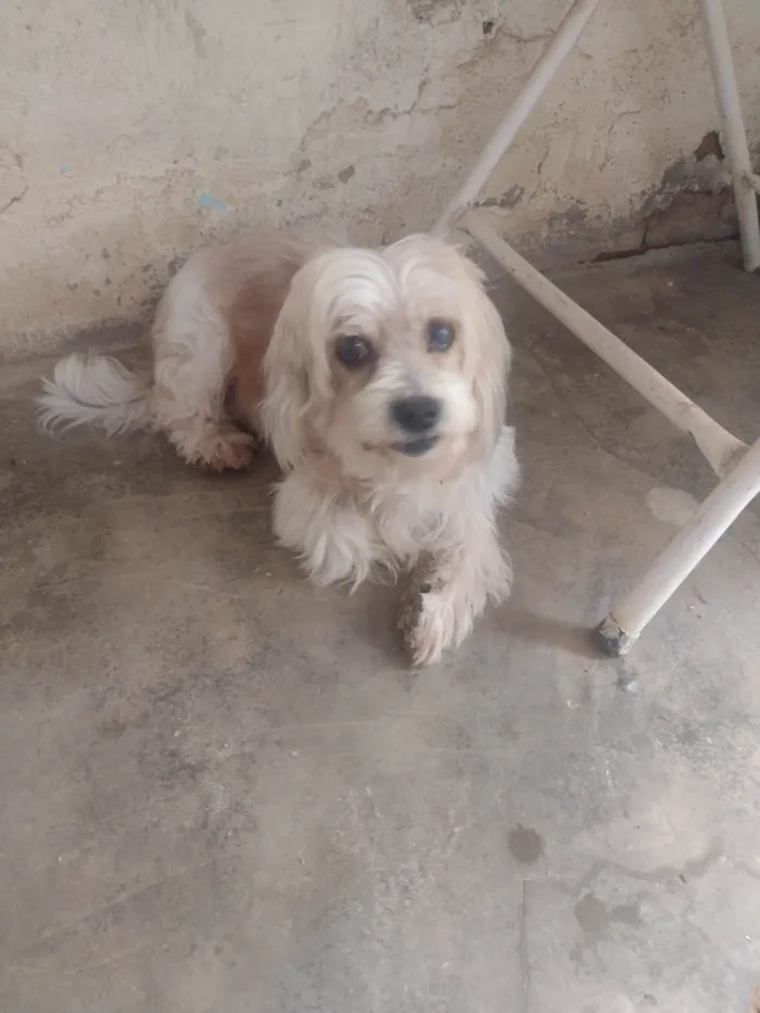 Cachorro raça Cachorra lhasa apso idade 2 anos nome Dolly 