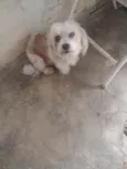 Dolly 
