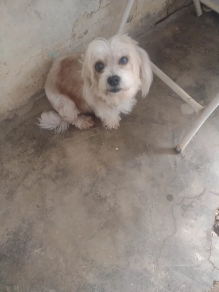 Cachorro raça Cachorra lhasa apso idade 2 anos nome Dolly 