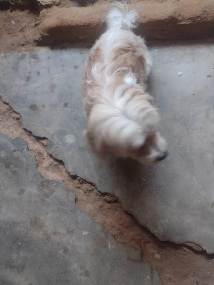 Cachorro raça Cachorra lhasa apso idade 2 anos nome Dolly 