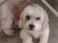 Dolly 