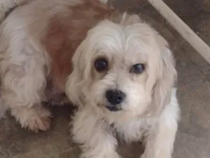 Cachorro raça Cachorra lhasa apso idade 2 anos nome Dolly 