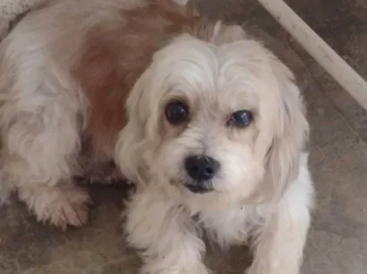 Cachorro raça Cachorra lhasa apso idade 2 anos nome Dolly 