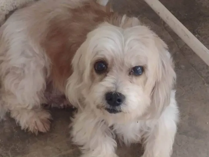 Cachorro raça Cachorra lhasa apso idade 2 anos nome Dolly 