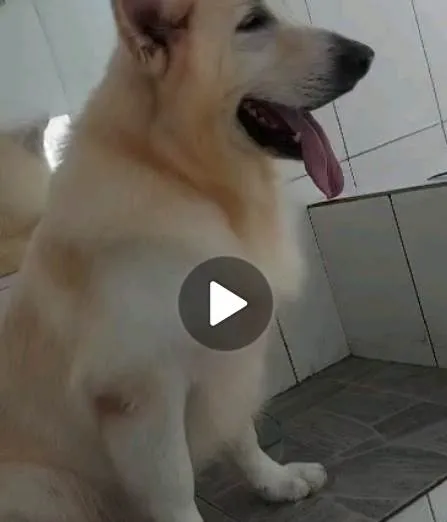 Cachorro ra a Pastor  idade 2 anos nome Lindão 