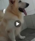 Lindão