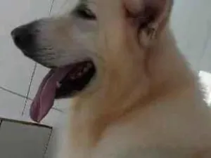 Cachorro raça Pastor  idade 2 anos nome Lindão 