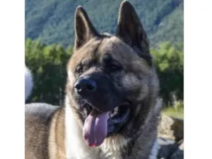 Cachorro raça Akita  idade 7 a 11 meses nome Eros 