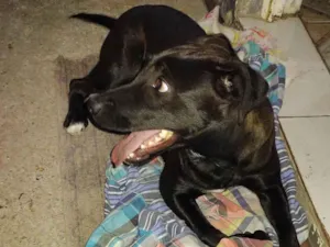 Cachorro raça Mestiço  idade 7 a 11 meses nome Apollo 