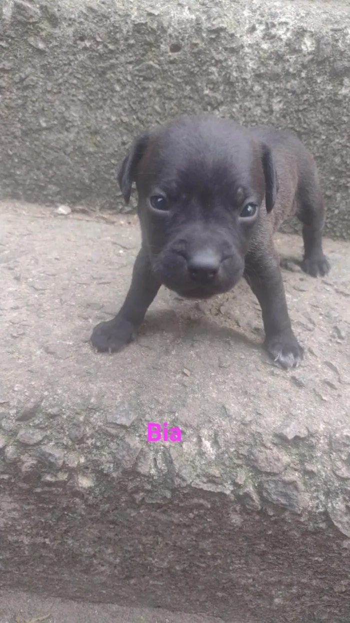 Cachorro ra a SRD-ViraLata idade Abaixo de 2 meses nome Bia