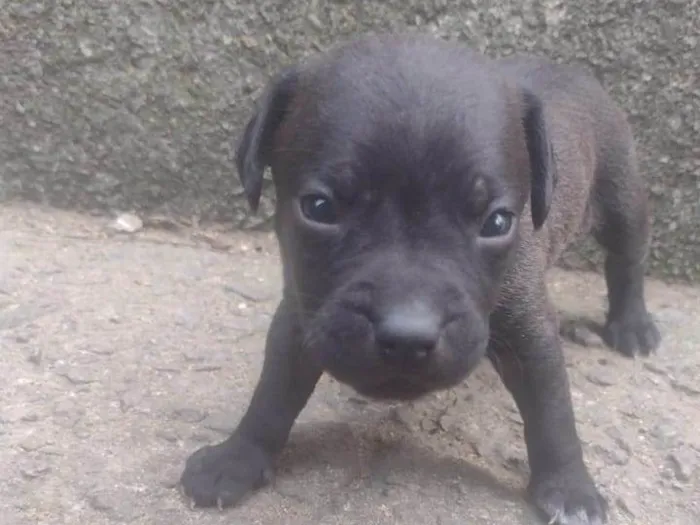 Cachorro ra a SRD-ViraLata idade Abaixo de 2 meses nome Bia