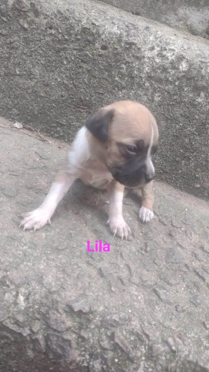 Cachorro ra a SRD-ViraLata idade Abaixo de 2 meses nome Lila