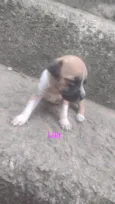 Lila