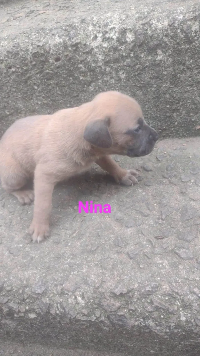 Cachorro ra a SRD-ViraLata idade Abaixo de 2 meses nome Nina
