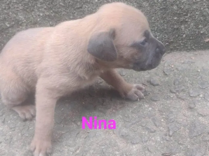 Cachorro ra a SRD-ViraLata idade Abaixo de 2 meses nome Nina