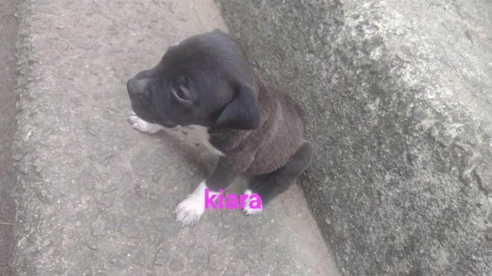 Cachorro ra a SRD-ViraLata idade Abaixo de 2 meses nome Kiara