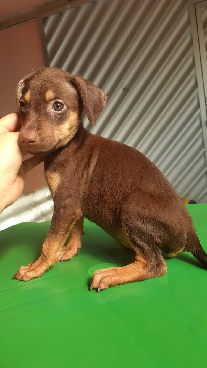 Cachorro raça SRD-ViraLata idade 2 a 6 meses nome Ainda não tem nome