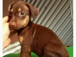 Cachorro raça SRD-ViraLata idade 2 a 6 meses nome Ainda não tem nome
