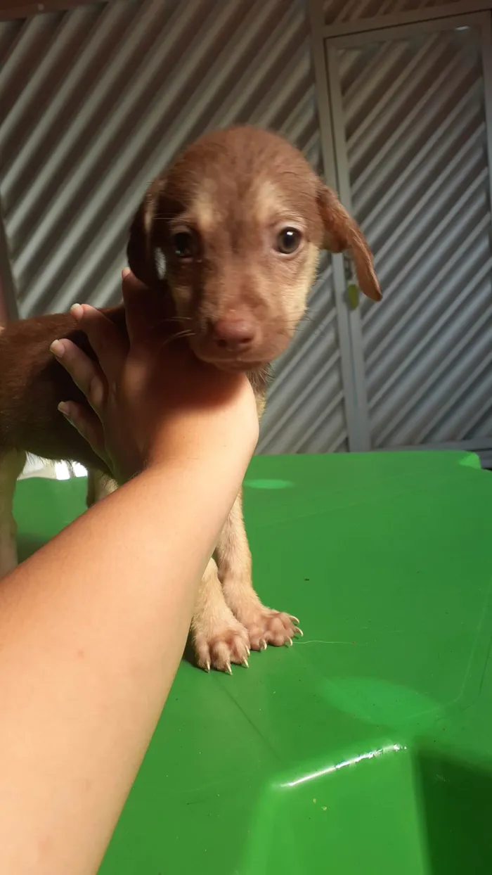 Cachorro raça SRD-ViraLata idade 2 a 6 meses nome Ainda não tem nome